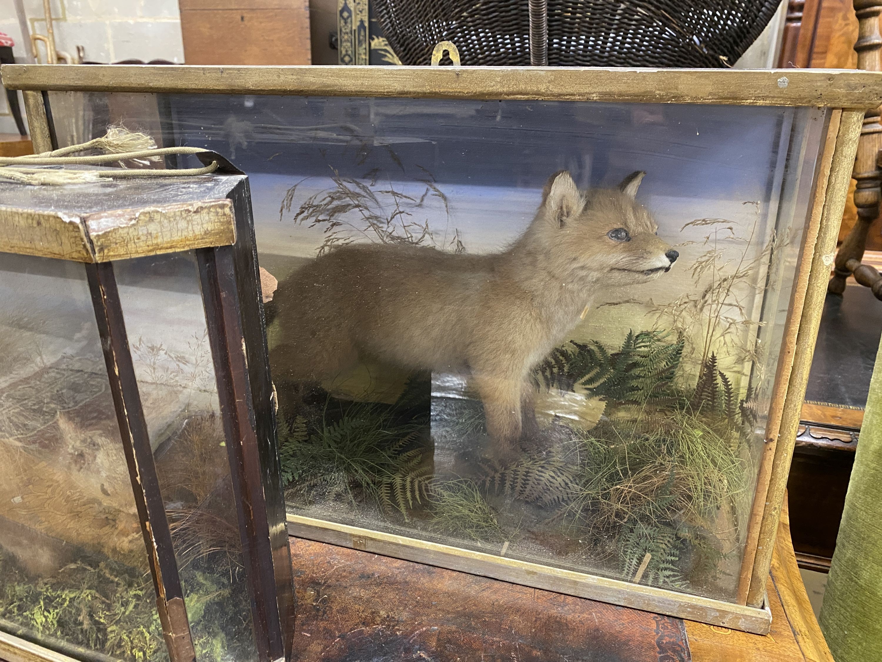 An early 20th century taxidermy fox cub and a red squirrel, larger 61cm x 39cm